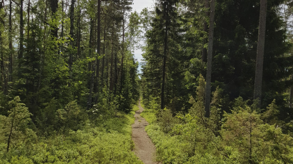 Lauhanvuori kapea polku metsässä
