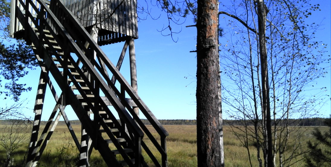 Suksenjärven lintutornilta näkee suomaisemille.