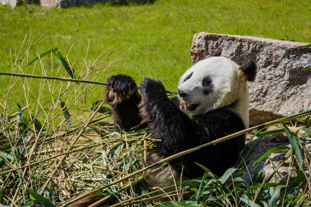 Pyry -panda syö bambua nojaten kiveen ja maaten nurmikolla
