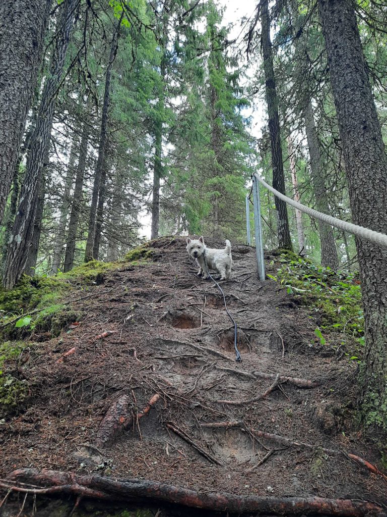 Koira kiipeää mäkistä osuutta retkeilyreitillä