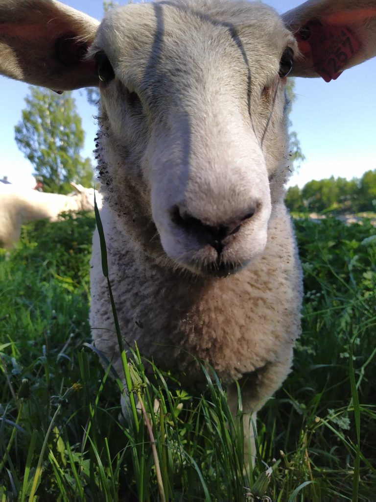 Lammas katsoo kameraan niityllä