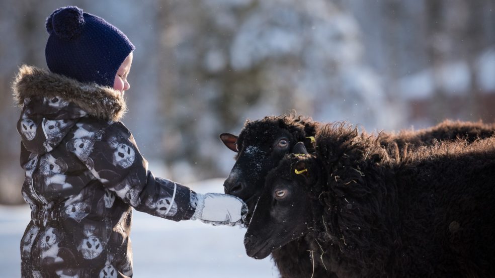 Lapsi silittää kahta mustaa lammasta talvisissa maisemissa.