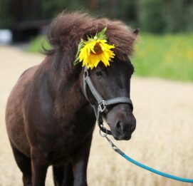 Tummanruskea poni, jolla on harjassa auringonkukka. Ponin nimi on Eino.