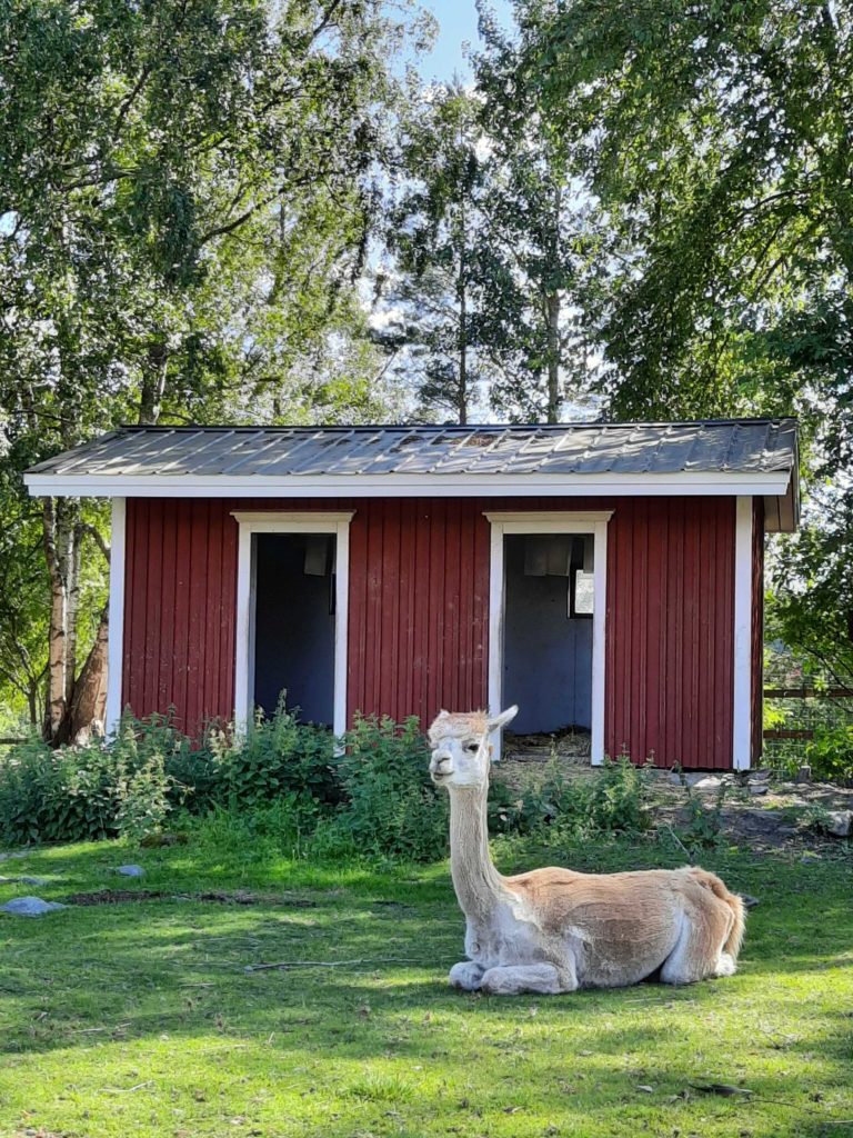 Eläinten Vanhainkodin Wanhan Markin Alpakka lepää nurmikolla leppoisasti
