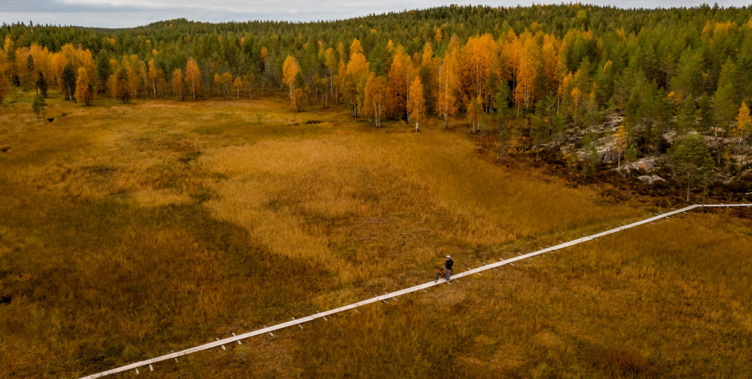 Hermanninlenkki, johtaa pitkospuita pitkin suolta metsään. Syksyn värit värittävät kuvaa