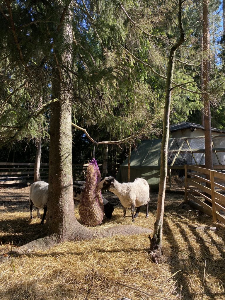 Rataskadun eläinhakan lampaat puiden katveessa.