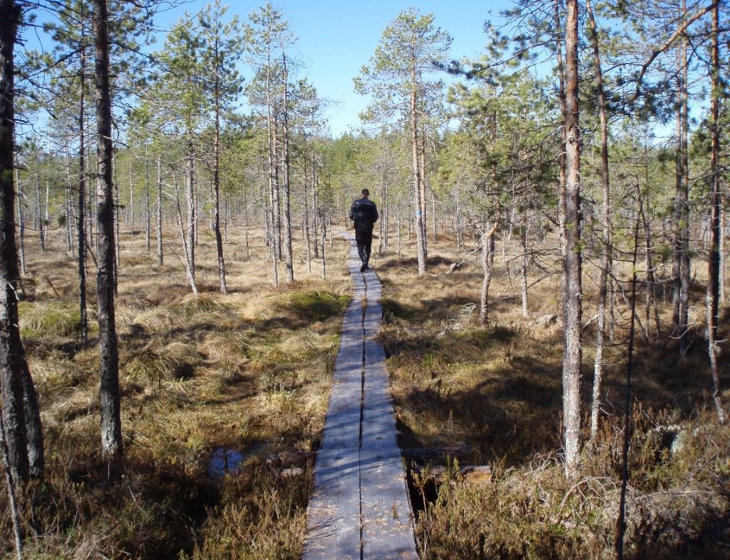 Mies kävelee pitkospuilla suomaisemissa.