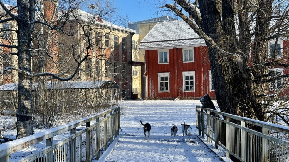 Koirat kävelevät Kurikan lakkitehtaan sillan yli talvella.